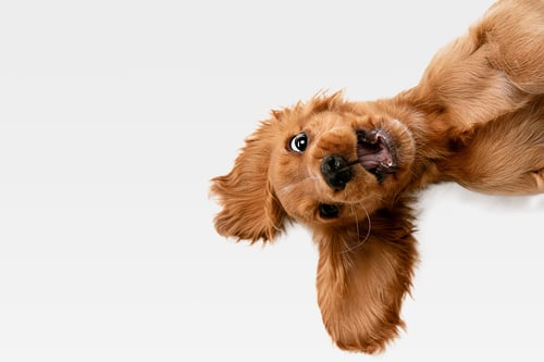 AdobeStock_273162497 AdobeStock_273162497