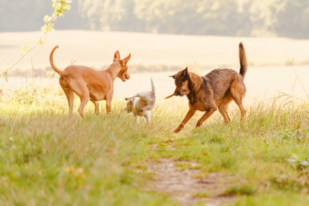 Chiens jouant dans la campagne proche du resort canin Dog Valley à Saint cheron Essonne
