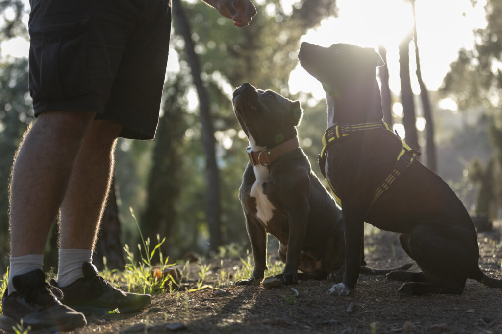 Club canin ou garderie canine : quelle solution pour un chien équilibré ?