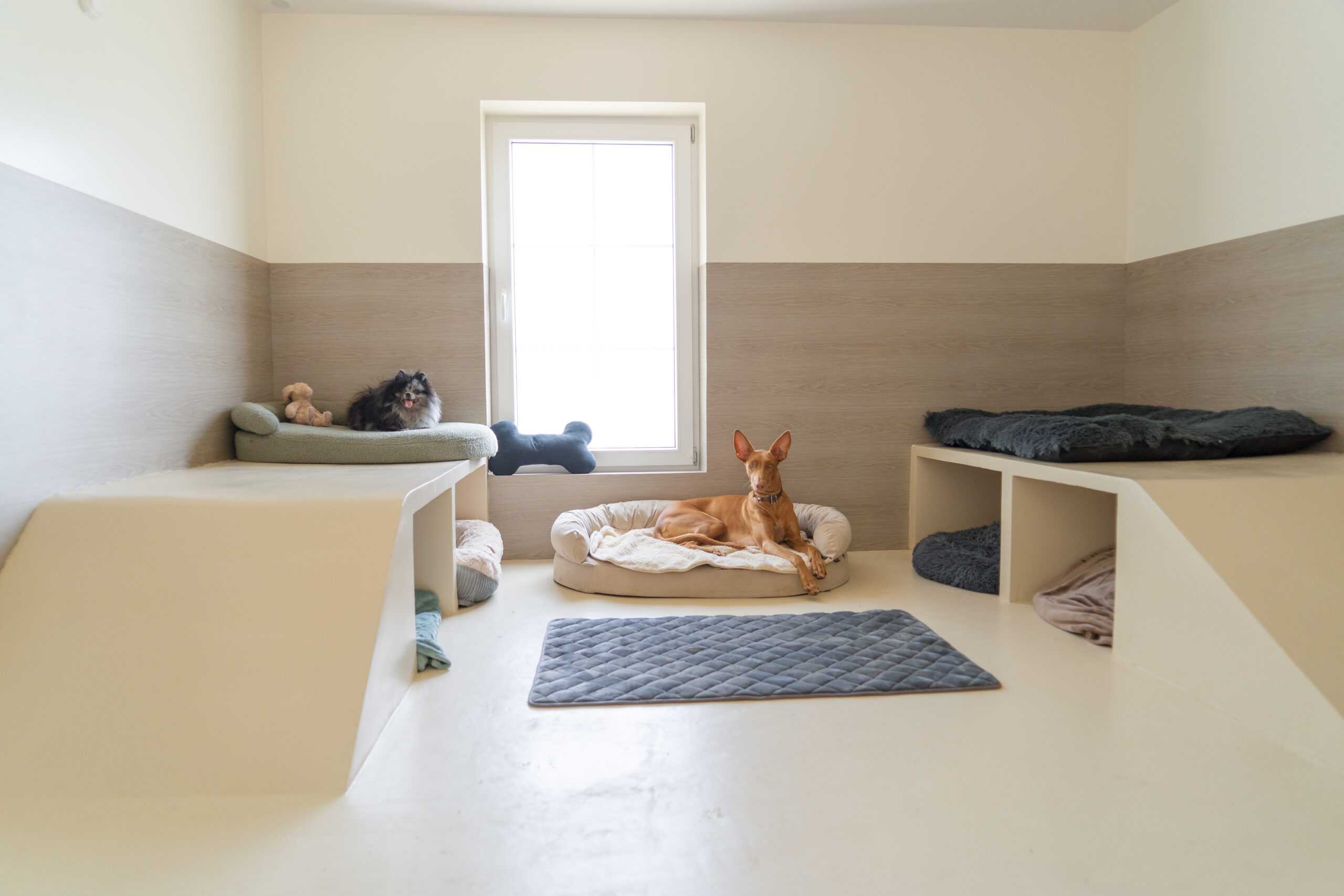 Suite deluxe climatisée pour deux chiens dans notre resort canin premium d'ile de France