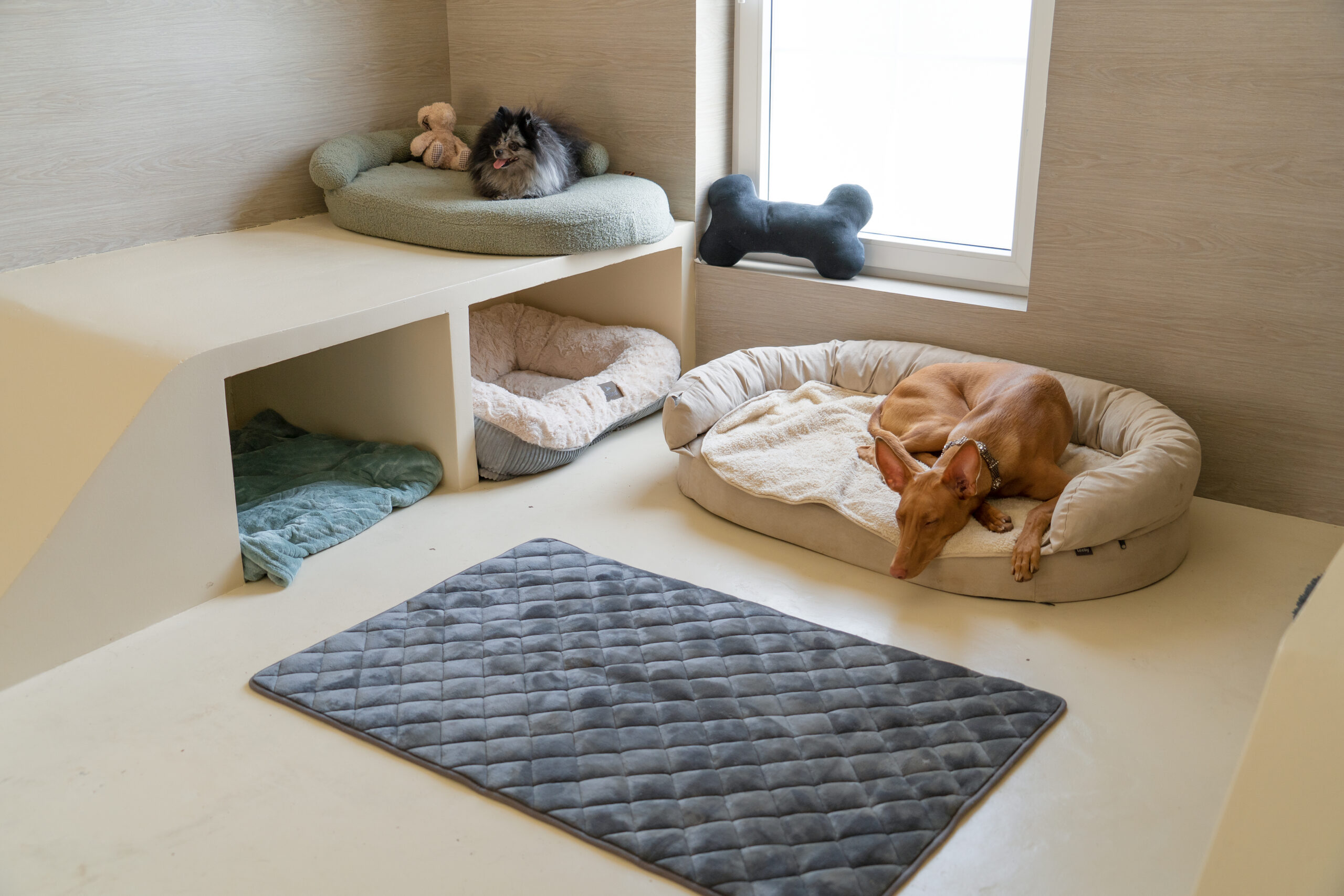 Two dogs resting in their 10 m² air-conditioned room at our dog boarding resort in Île-de-France