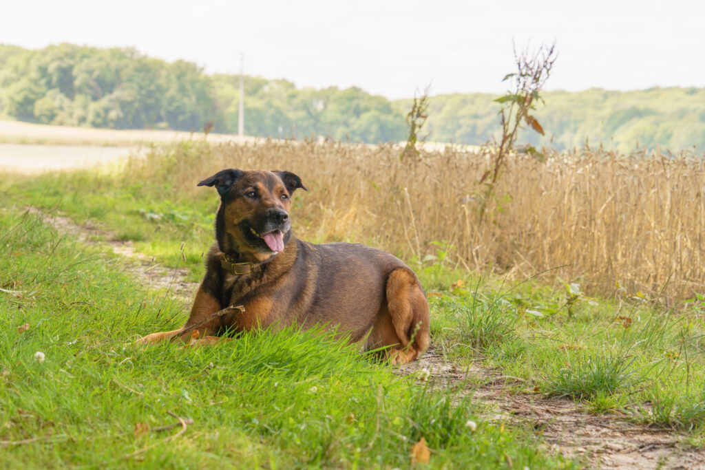 Chien profitant de la campagne environnante autour de notre pension pour chien premium à Saint Cheron