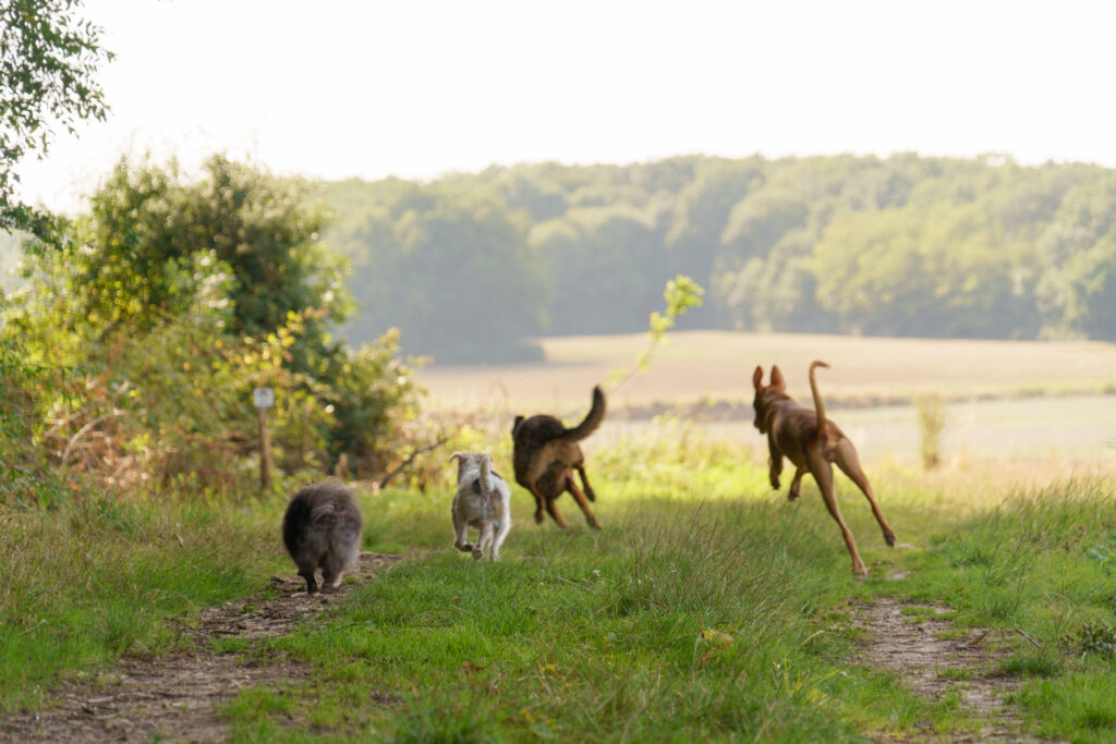 Garderie canine : une journée d’enrichissement pensée pour le bien‑être de votre chien