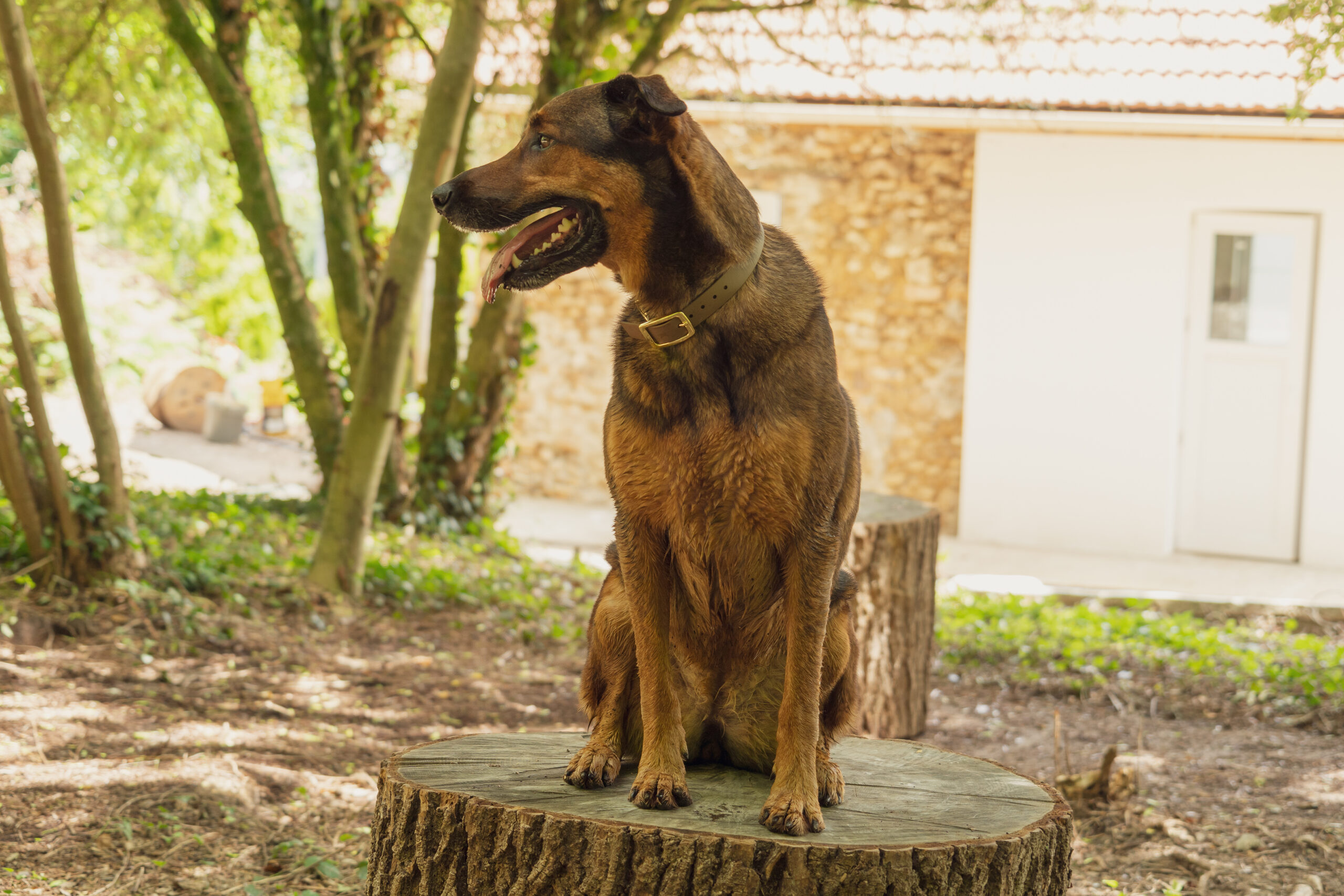 chiens assis proche d'un pavillon chez Dog Valley