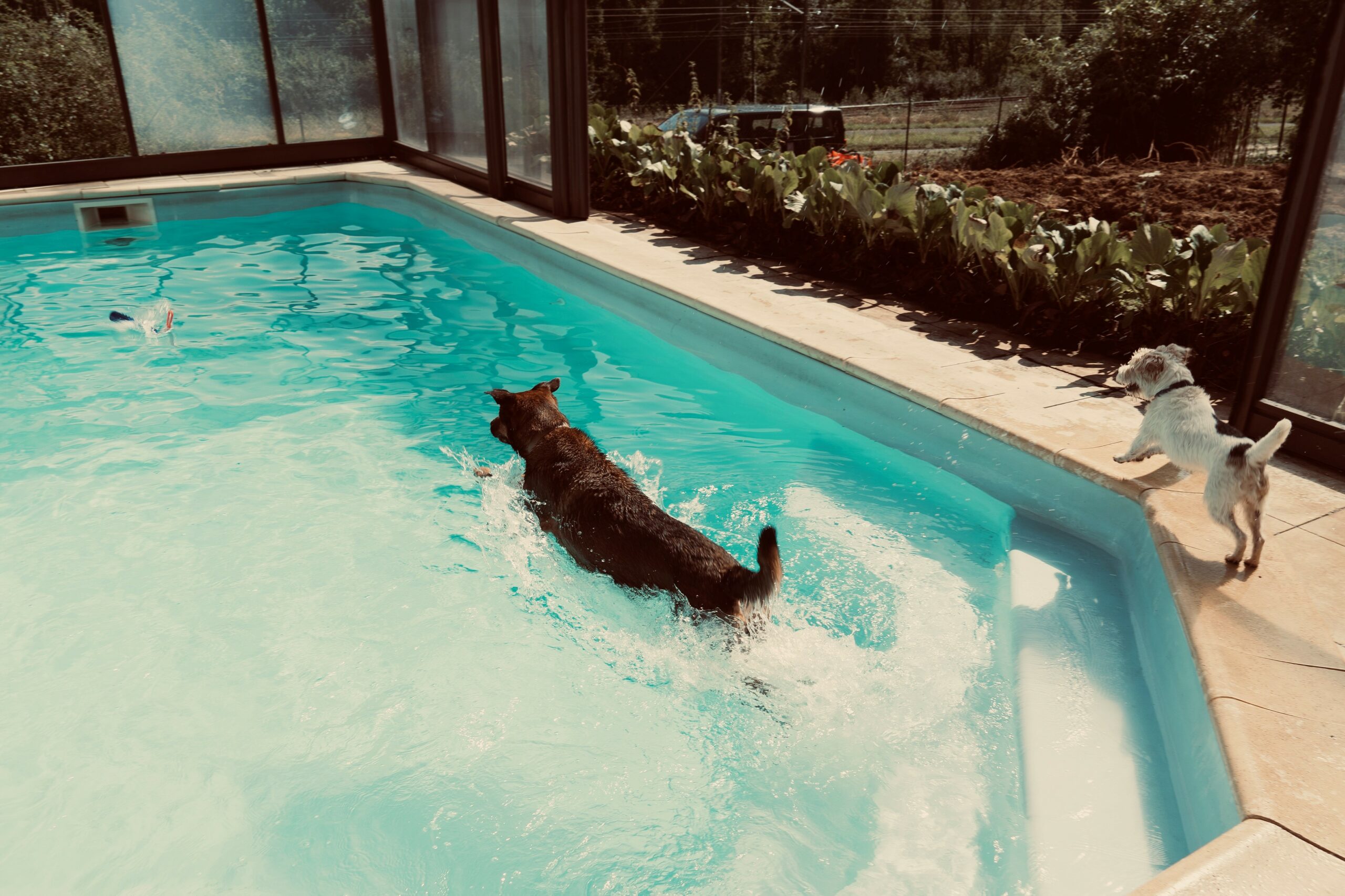 Deux chiens s'amusent dans la piscine couverte pour chien de la pension premium de Saint Cheron en Ile de France