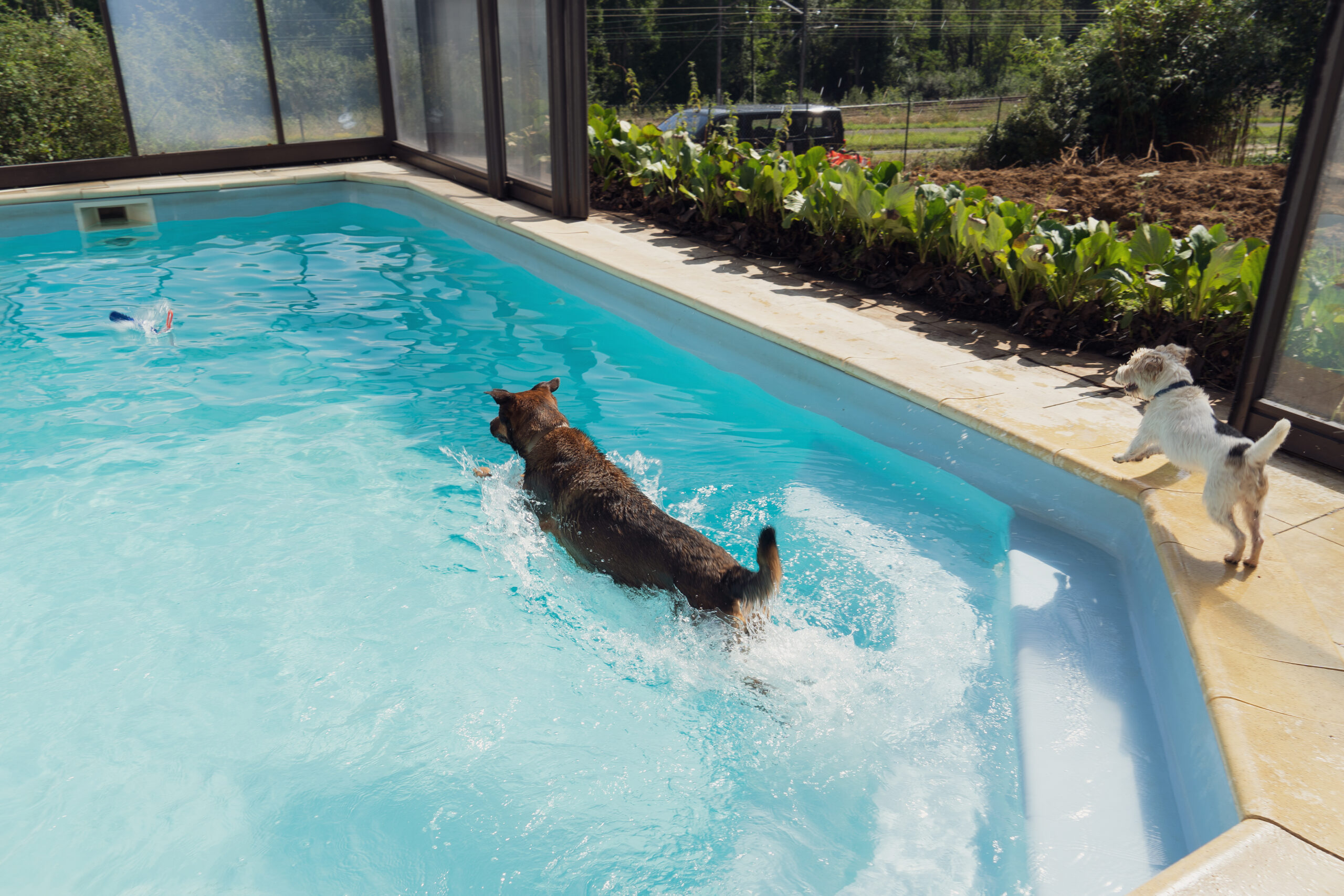 Un Chien Nage dans la piscine couverte du resort canin de saint cheron, Essonne, Ile de France.