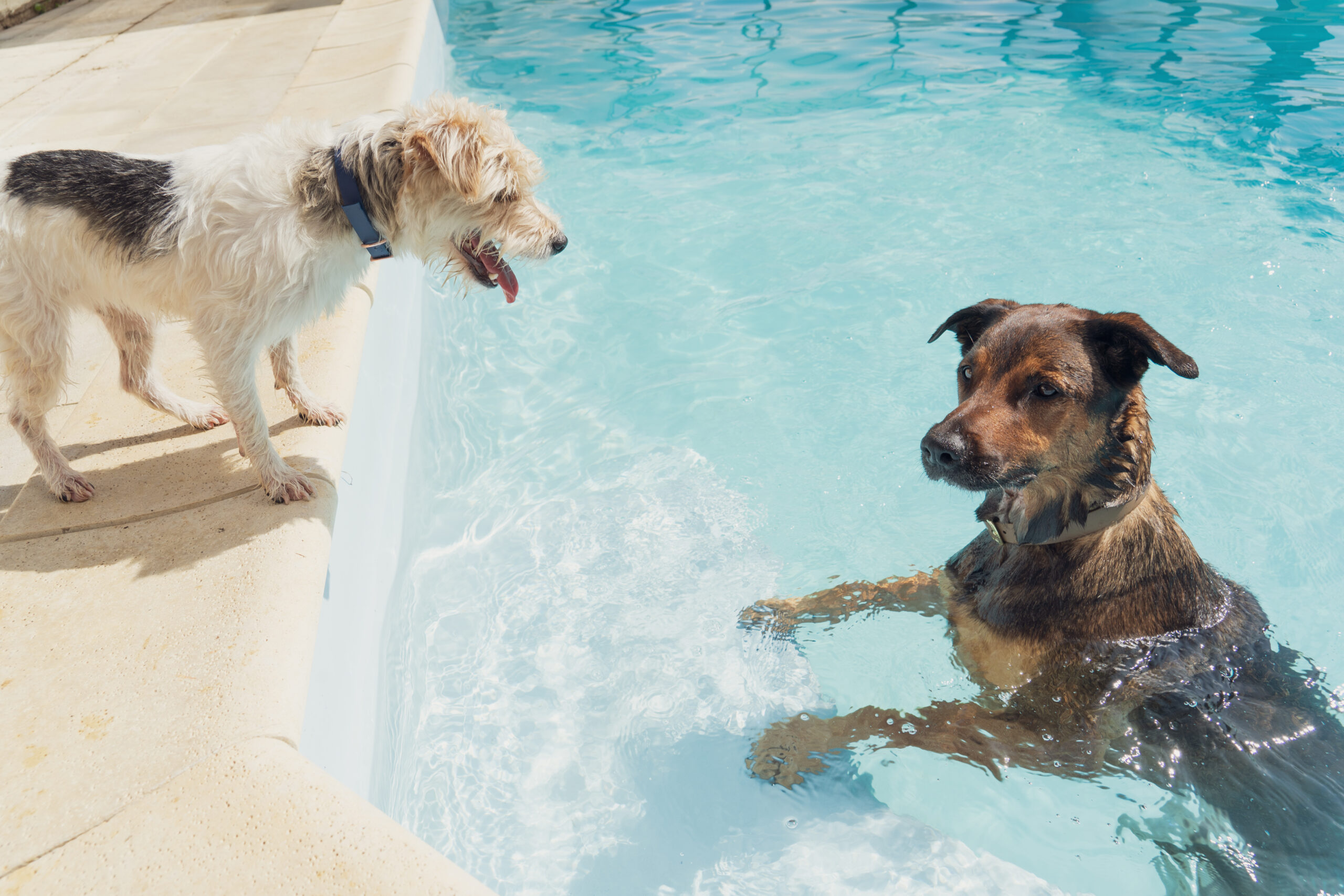 Deux chiens se regardent dans la piscine de la pension pour chien d'ile de France pendant une journée de Daycare Premium