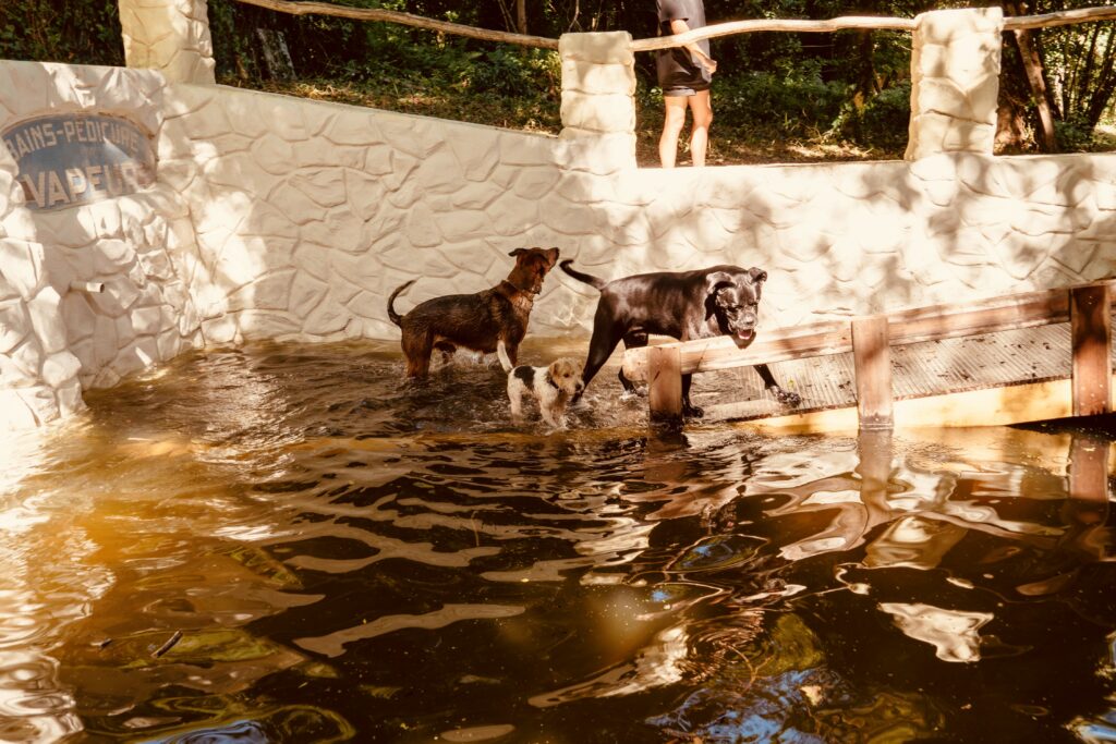 Deux chiens dans la marre de la pension pour chien Dog Valley en Ile de france