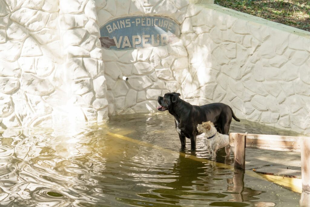 Pension pour chien : définition et prix à la nuitée