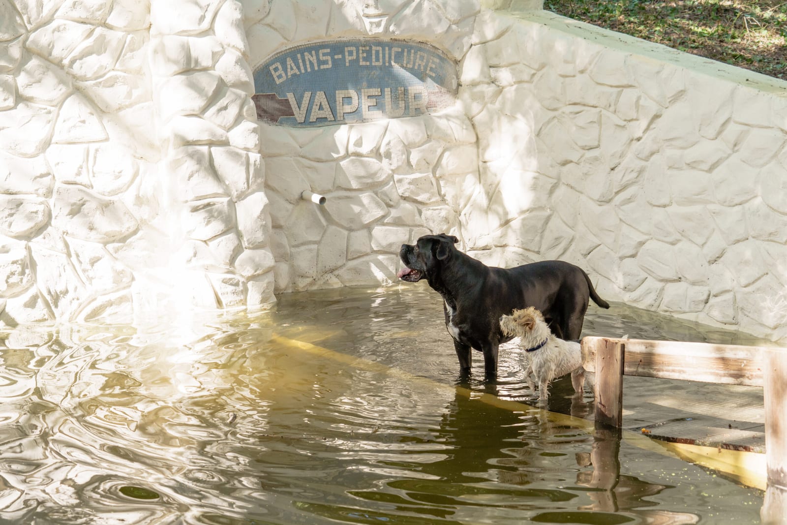 The pond at Dog Valley, a premium dog boarding resort in Essonne, Île-de-France